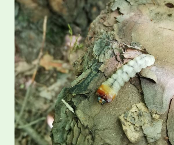 Vrzúnik Monochamus galloprovincialis