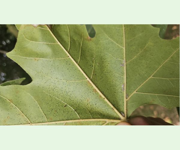 Sietnička platanová