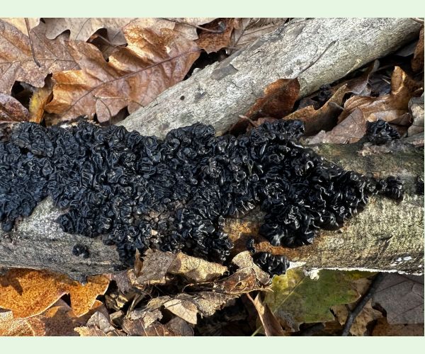 Tmavorôsolovec mozgovitý