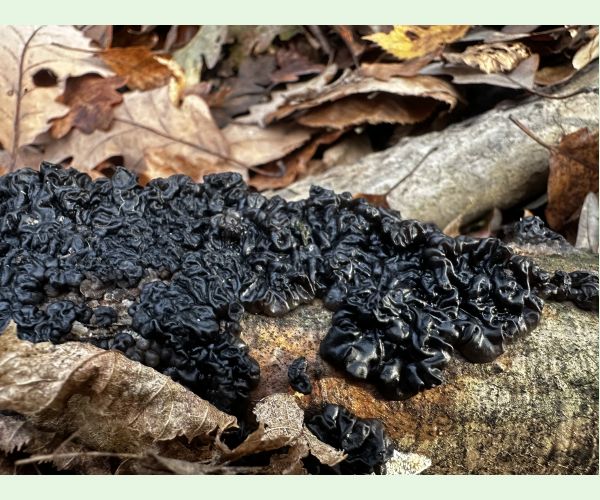 Tmavorôsolovec mozgovitý