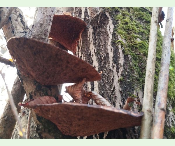 Sieťkovček červenkastý