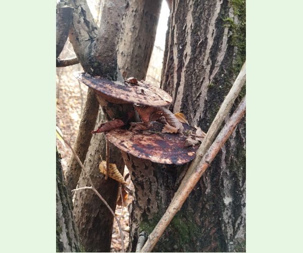 Sieťkovček červenkastý