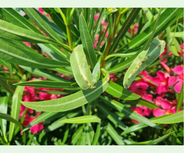 Bakteriálne ochorenie oleandrov