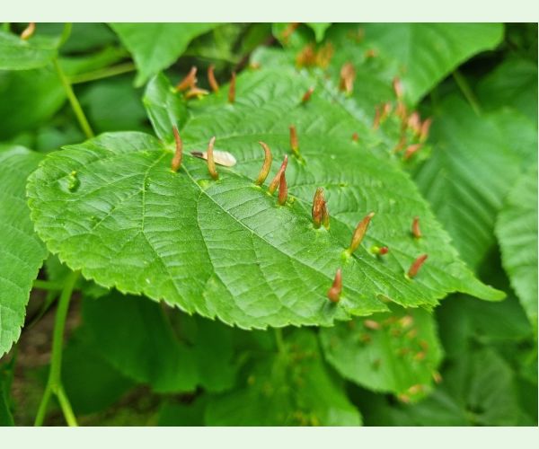 Roztoč Vlnovník lipový