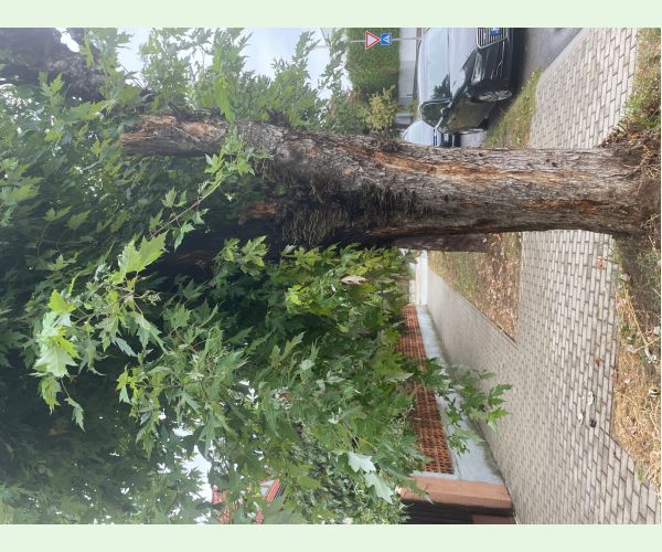 Trúdnikovec pestrý