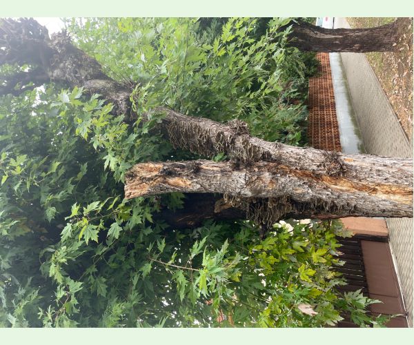 Trúdnikovec pestrý