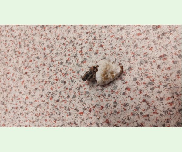 Ohňovec hrboľkatý