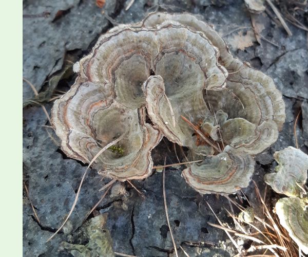 Trúdnikovec pestrý