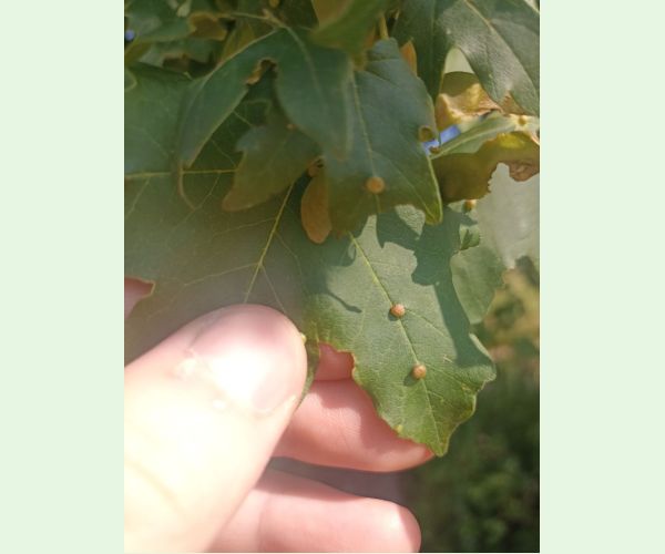 Roztoč Aceria macrochela