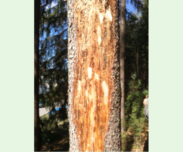 Lykožrút smrekový