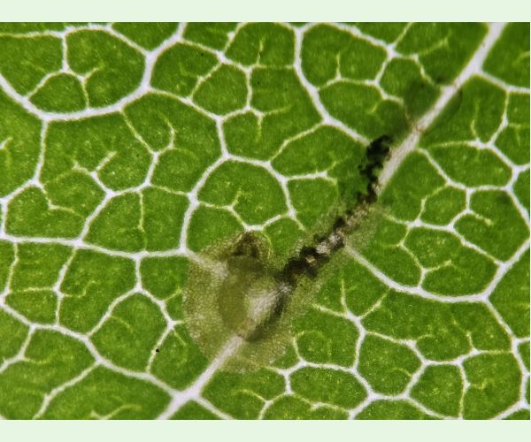 Ploskáčik pagaštanový