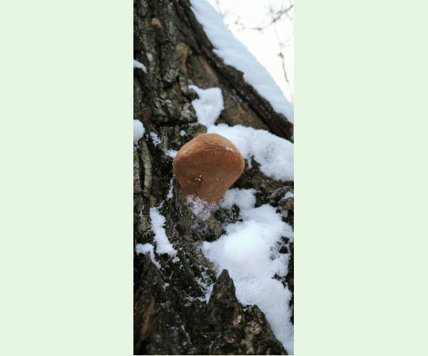 Ohňovec hrboľkatý