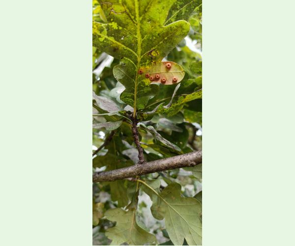 Hrčiarka Neuroterus numismalis