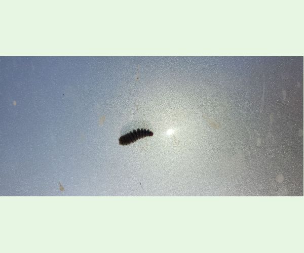 Bieloškvrnáč púpavcový