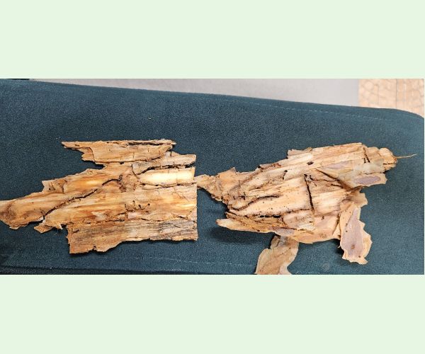 Lykožrút vrcholcový