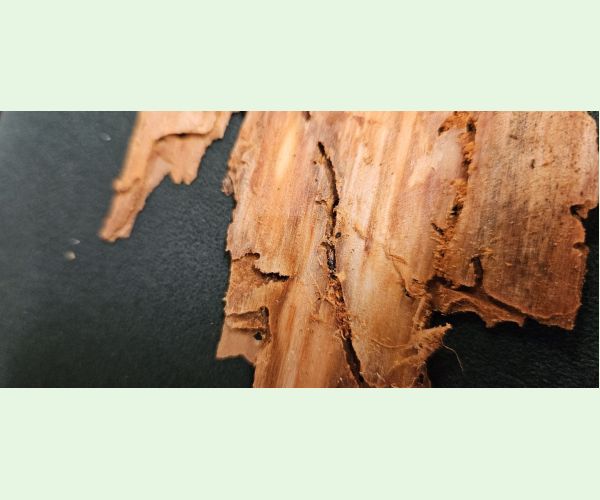 Lykožrút vrcholcový