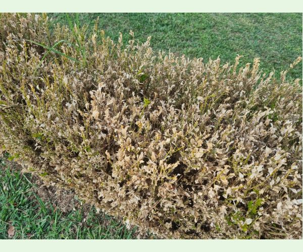 Víjačka krušpánová