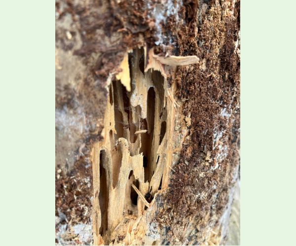 Mravce rodu Camponotus