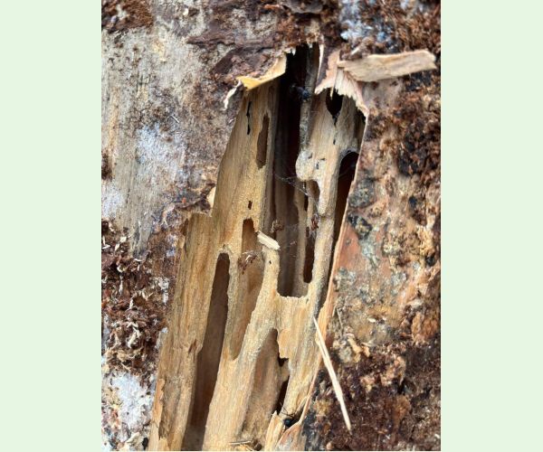 Mravce rodu Camponotus