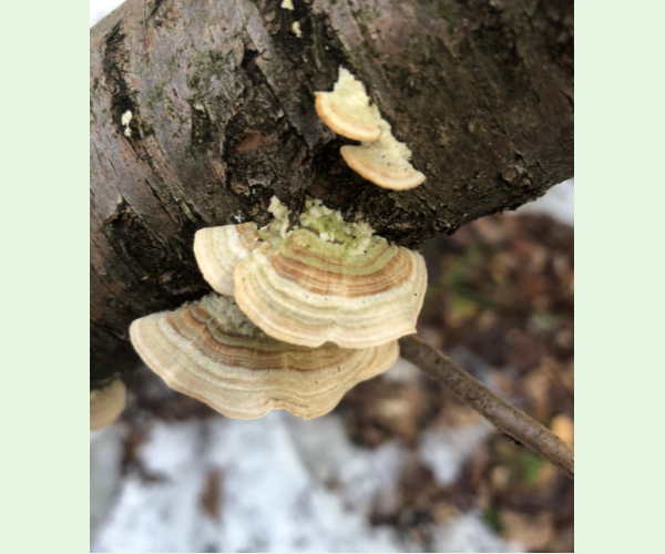 Trúdnikovec zamatový