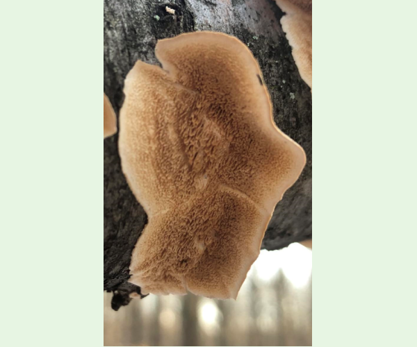 Trúdnikovec zamatový