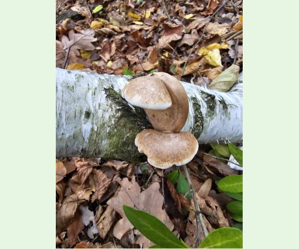 Brezovník obyčajný