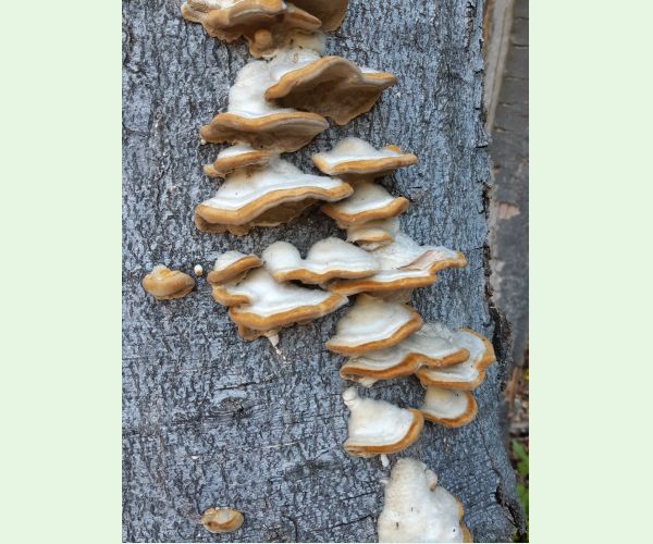 Trúdnikovec chlpatý