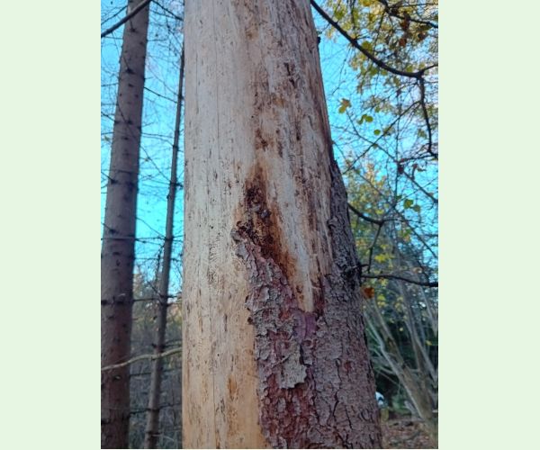 Lykožrút smrekový