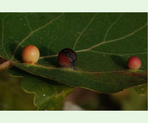 Hrčiarka Harmandiola tremulae