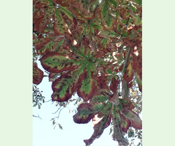 Ploskáčik pagaštanový