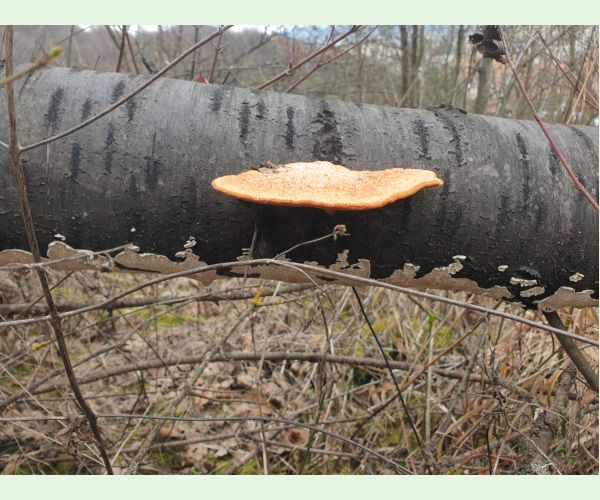 Červenica rumelková