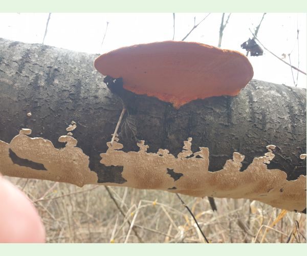 Červenica rumelková