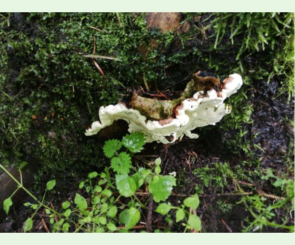 Koreňovka vrstevnatá