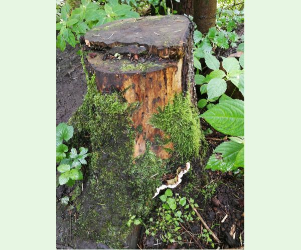 Koreňovka vrstevnatá