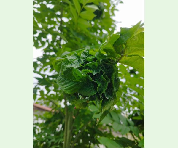 Dutinárka orgovánová