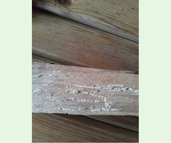 Červotoč obyčajný