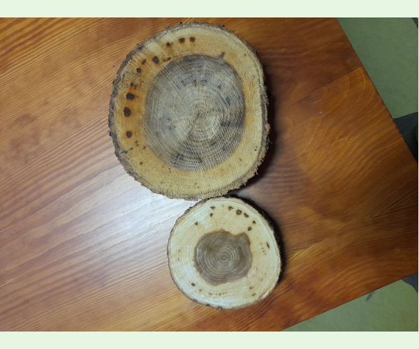 Ofiostóma brestová