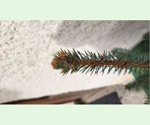 Plodokaz praslenový