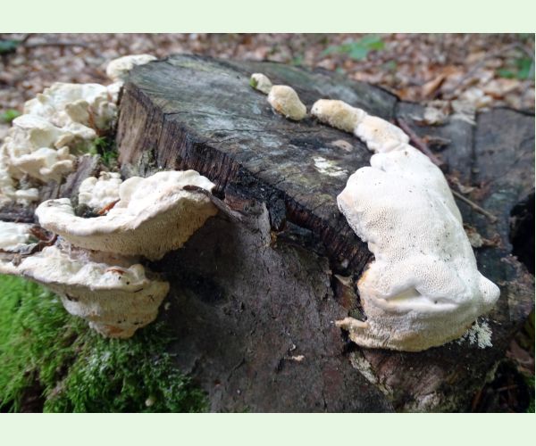 Šťavnatec smrekový