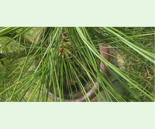 Červená sypavka borovíc