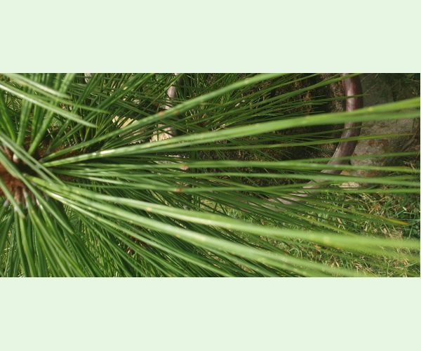 Červená sypavka borovíc