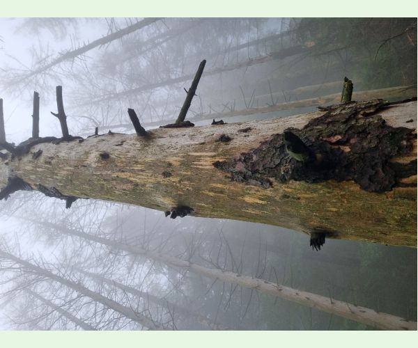 Lykožrút smrekový