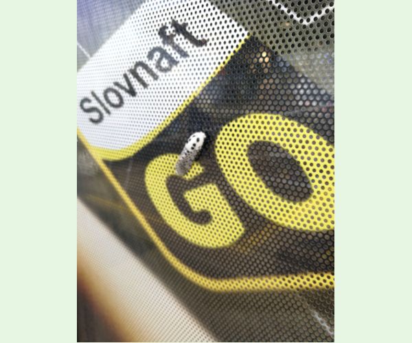 Drevotoč hruškový