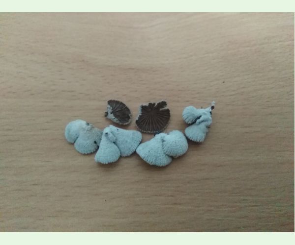 Klanolupeňovka obyčajná