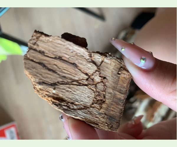 Krasoň dvojškvrnný