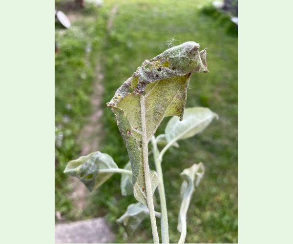 Múčnatka jabloňová