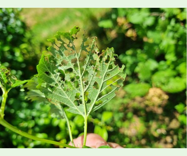 Váhavec Pyrrhalta viburni