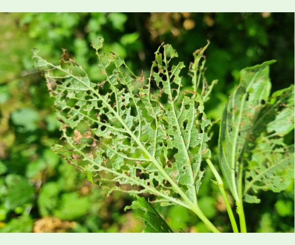 Váhavec Pyrrhalta viburni