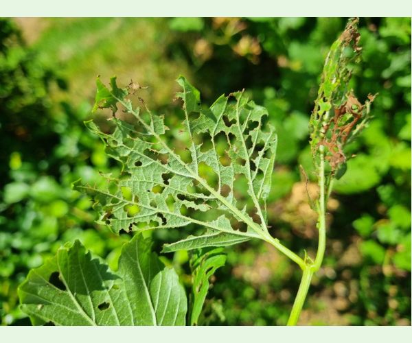 Váhavec Pyrrhalta viburni