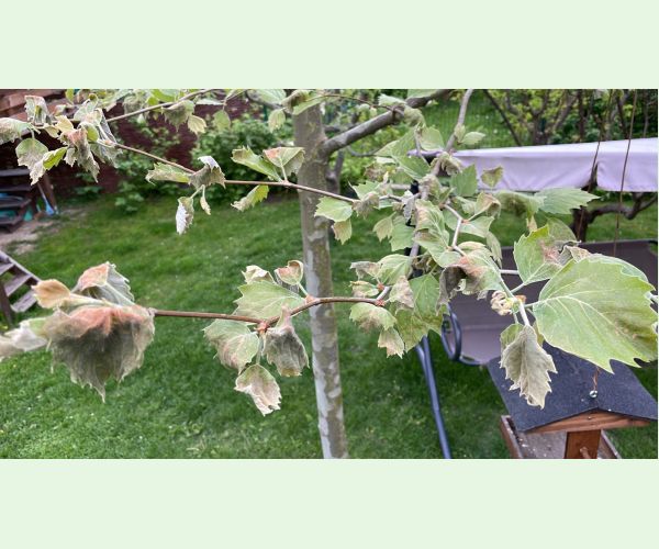 Múčnatka platanová